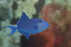 Odonus Niger