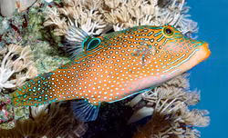 Canthigaster Solandri