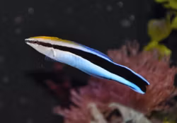 Labroides Dimidiatus