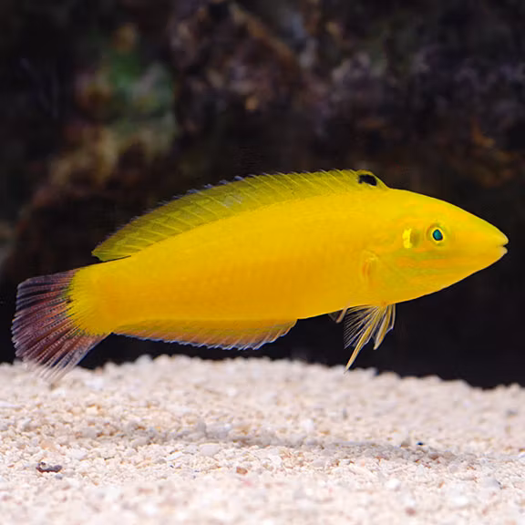 Halichoeres Chrysus