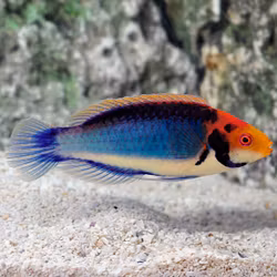 Cirrhilabrus Solorensis