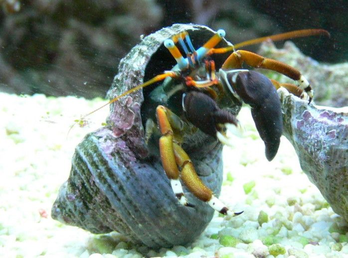 Calcinus