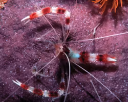 Stenopus Hispidus