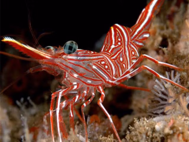 Rhynchocinetes uritai