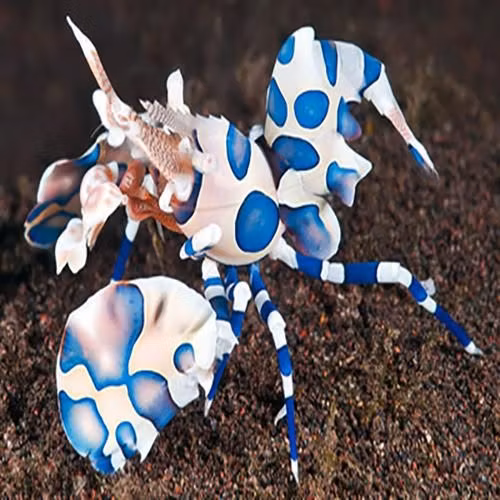Hymenocera Elegans - Harlequin Räka