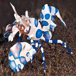 Hymenocera Elegans - Harlequin Räka
