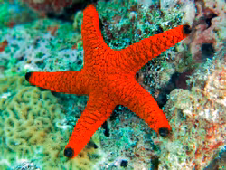 Fromia monilis, orange