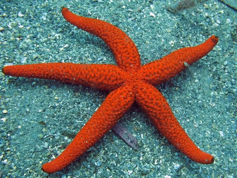 Echinaster purpureus