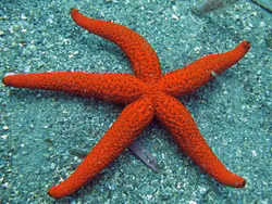 Echinaster purpureus