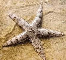 Archaster Typicus, sandsjöstjärna, rengör korallsanden