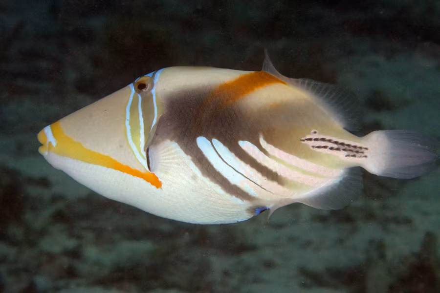 Rhinecanthus Aculeatus