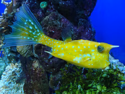Lactoria Cornuta, M