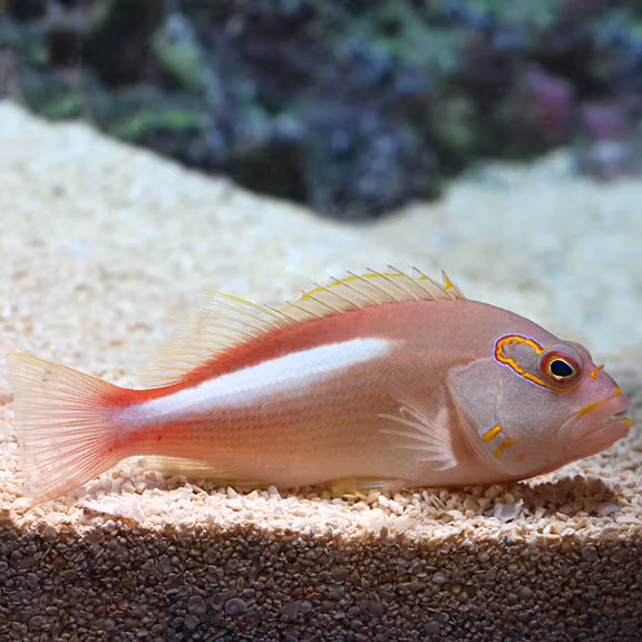 Paracirrhites Arcatus