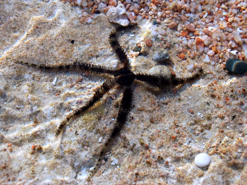 Ophiocoma