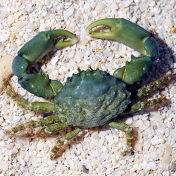 Mithraculus Sculptus
