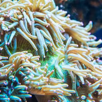 Radianthus M/L