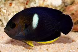 Centropyge Tibicen