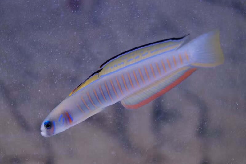 Ptereleotris Zebra