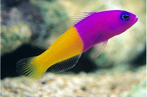 Pictichromis Pacagnellae