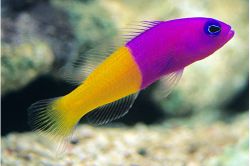 Pictichromis Pacagnellae