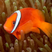 Amphiprion frenatus, röd clown