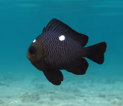 Dascyllus Trimaculatus