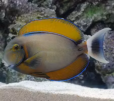 Acanthurus nigricans