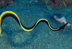 Rhinomuraena Queasita, spökmuräna