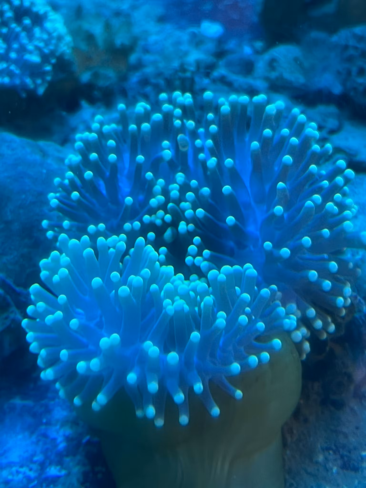 Heteractis Magnifica  (Bali-typ) L