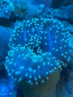 Heteractis Magnifica  (Bali-typ) L