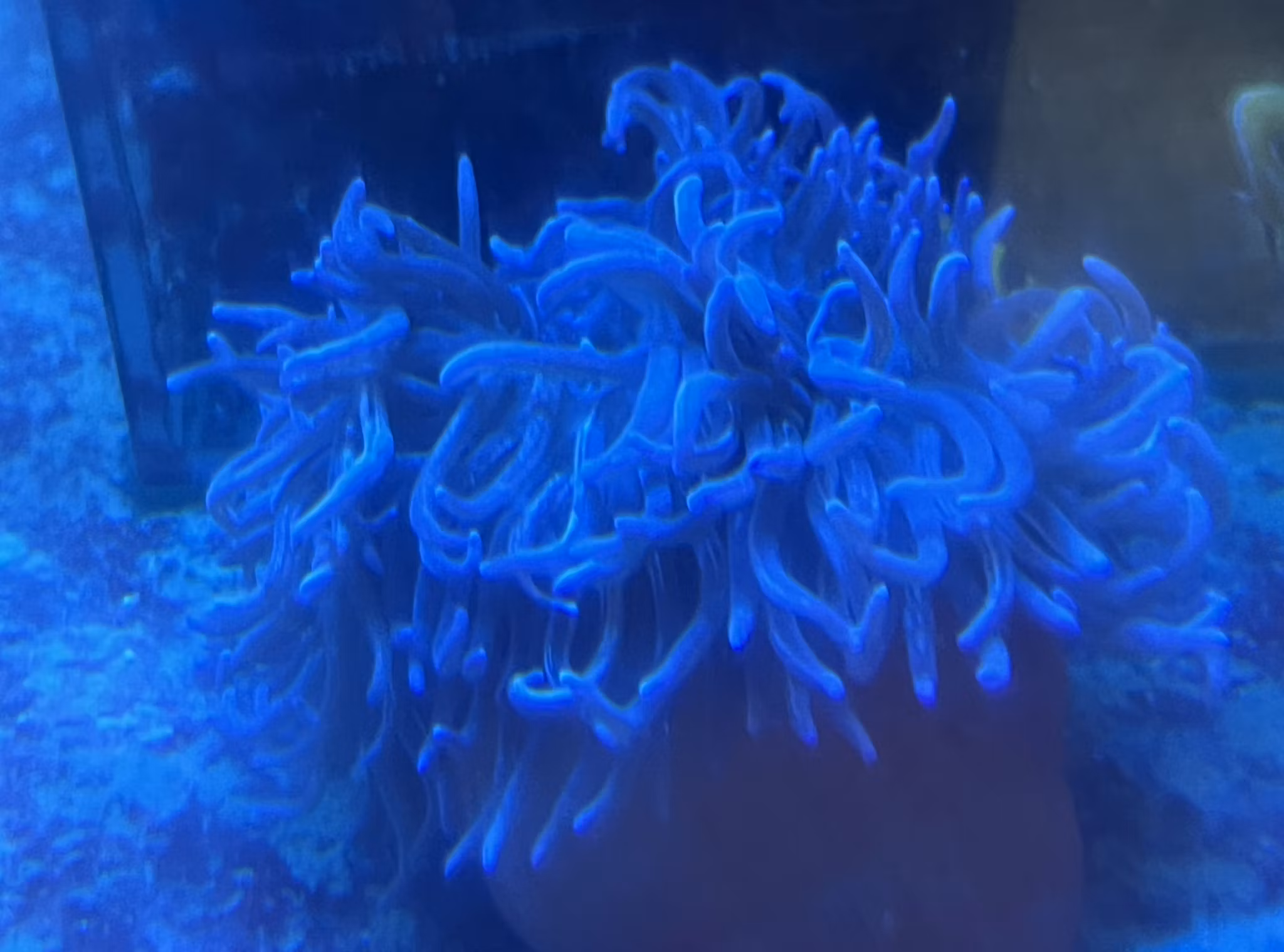 Radianthus Koseirensis (lila special) M/L