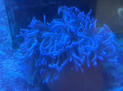 Radianthus Koseirensis (lila special) M/L