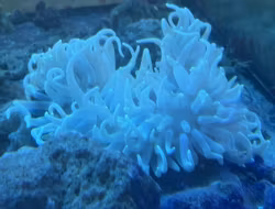 Radianthus Koseirensis (vit) M/L