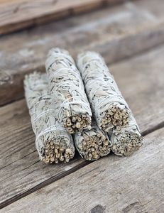 Vit Salvia, stor