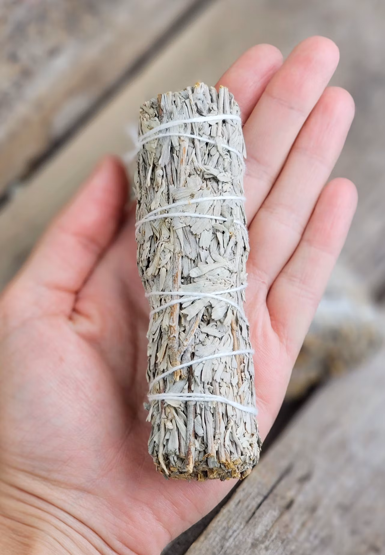 Blå Salvia (Shasta Sage)