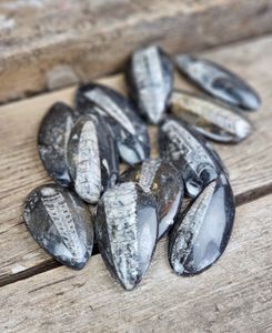 Ortoceratit Fossil mellan, per styck