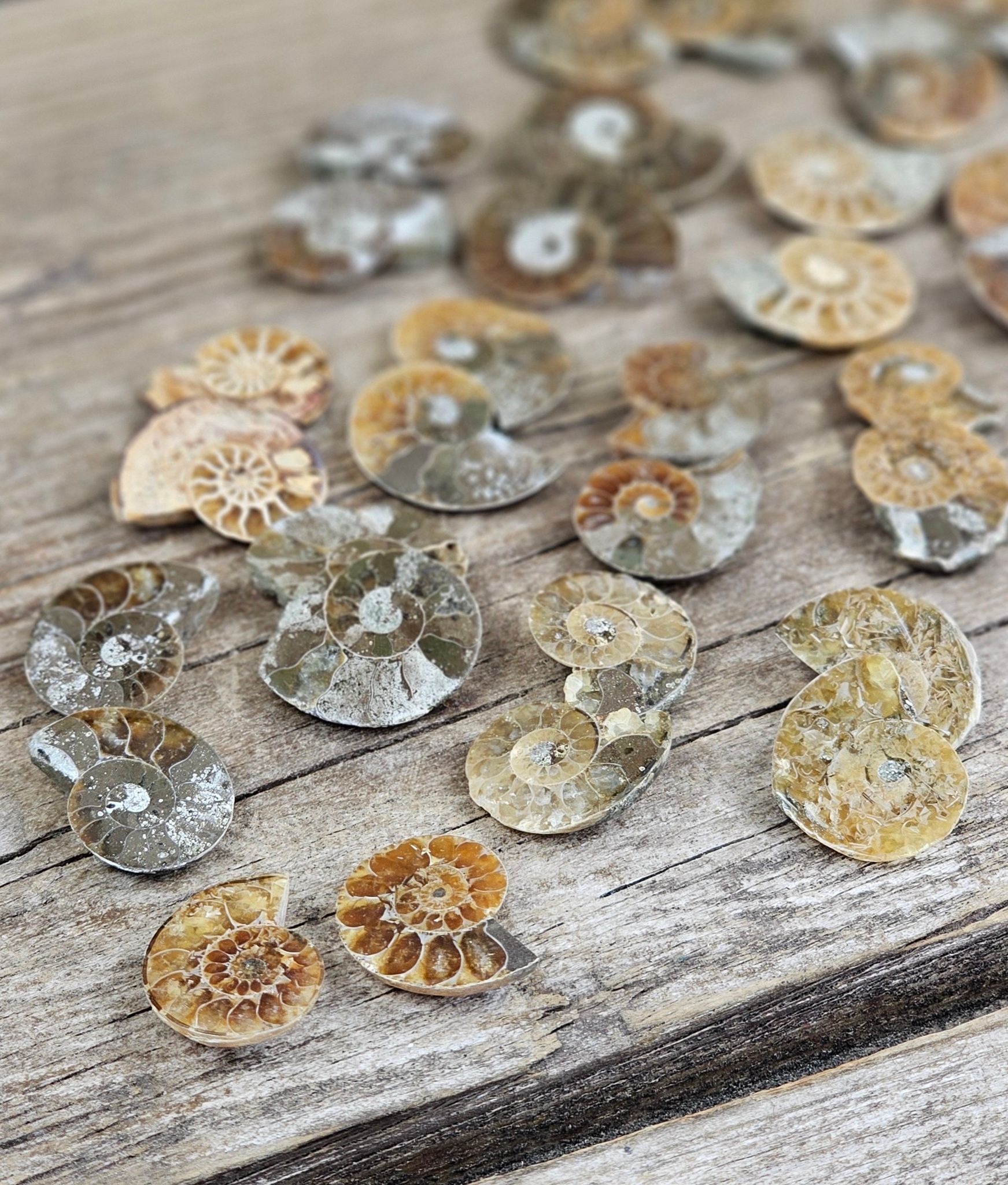 Ammonit par (Opaliserad fossil), mini