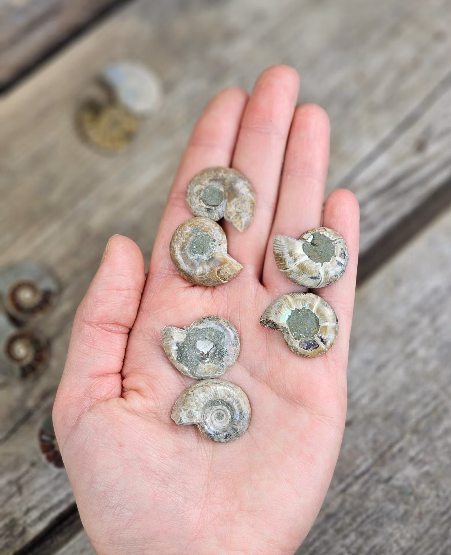 Ammonit par (Opaliserad fossil), små
