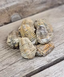 Trilobit fossil, mini per styck