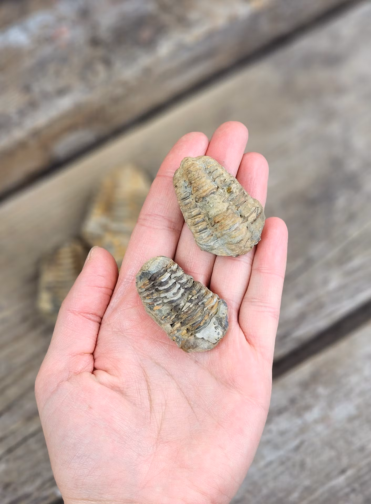 Trilobit fossil, mini per styck