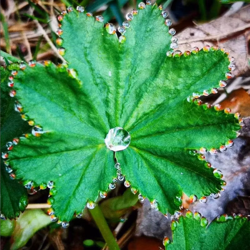 Marikåpe og naturlig hudpleie