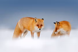 To rødrever