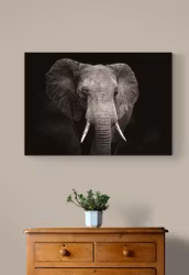 Elephant Portrait