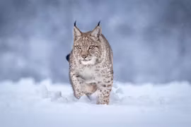Gaupe i snø