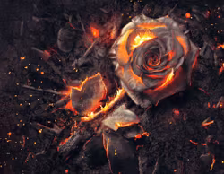 Brennende Rose