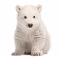 Isbjørn baby