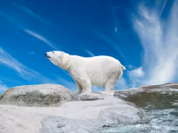 Polar Bear