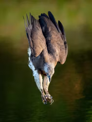 Eagle Bomb Diving