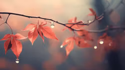 Beauty Of Autumn