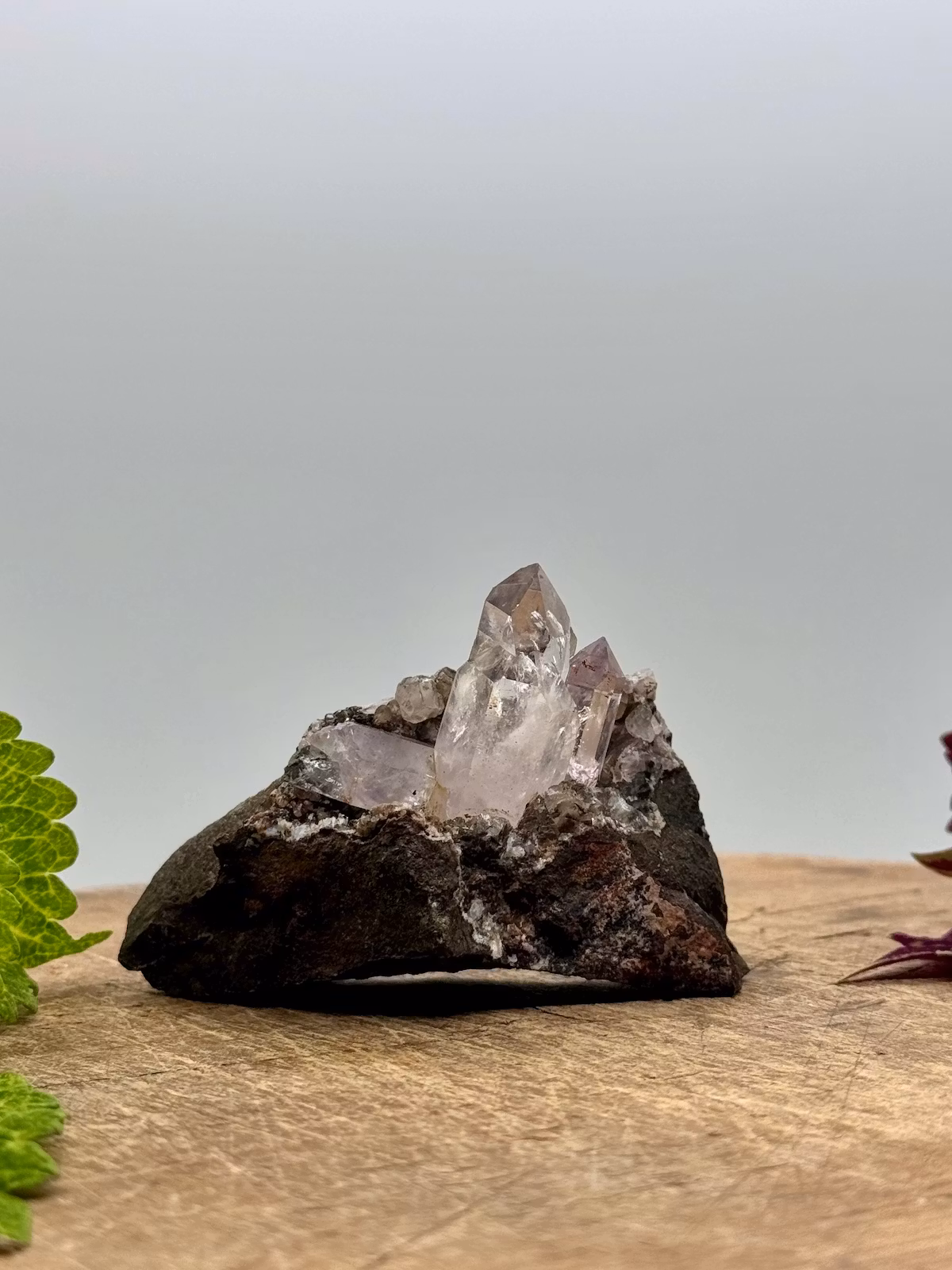 Kluster Ametist på matrix (AAA-kvalitet)